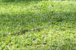 Dendrelaphis: Painted Bronzeback Snake Painted Bronzeback Snake with