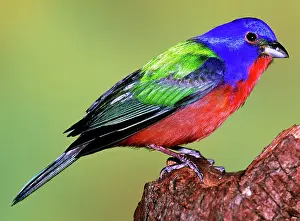 Passerina: Painted Bunting