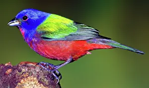 Passerina: Painted Bunting