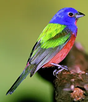 Passerina: Painted Bunting