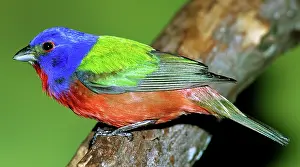 Passerina: Painted Bunting
