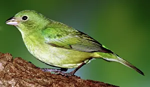 Passerina: Painted Bunting
