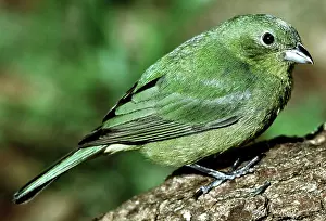 Passerina: Painted Bunting
