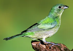 Passerina: Painted Bunting
