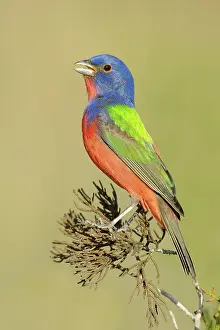 Passerina: Painted bunting