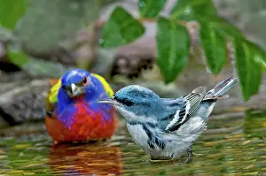 Passerina: Painted Bunting & Cerulean Warbler