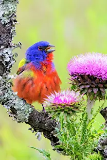 Passerina: Painted bunting excited male in breeding season