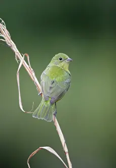 Ciris: Painted Bunting - female