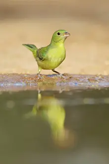 Ciris: Painted Bunting - female
