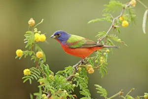 Ciris: Painted Bunting - male