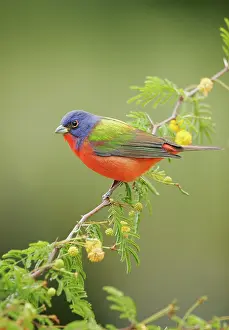Ciris: Painted Bunting - male