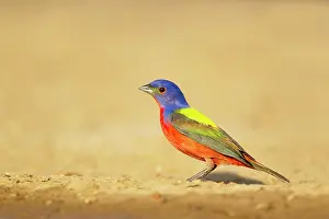 Ciris: Painted Bunting - male