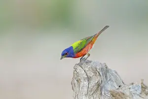 Ciris: Painted Bunting - male