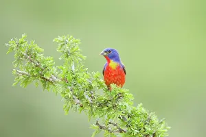 Ciris: Painted Bunting - male