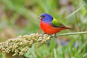 Passerina: Painted Bunting (Passerian ciris) male feeding