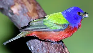 Passerina: Painted Bunting (Passerina ciris)