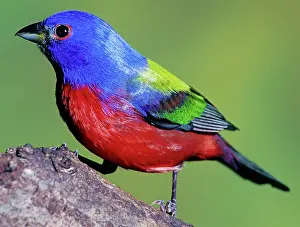Passerina: Painted Bunting (Passerina ciris)