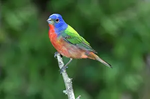 Passerina: Painted Bunting (Passerina ciris)