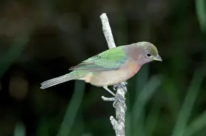 Passerina: Painted Bunting (Passerina ciris)