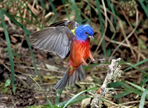 Passerina: Painted Bunting (Passerina ciris) alighting