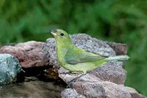Passerina: Painted Bunting (Passerina ciris) drinking
