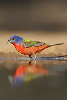 Passerina: Painted Bunting (Passerina ciris) male bathing
