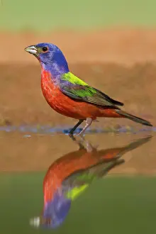 Passerina: Painted Bunting (Passerina ciris) male bathing