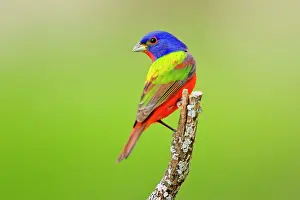 Passerina: Painted Bunting (Passerina ciris) male perched