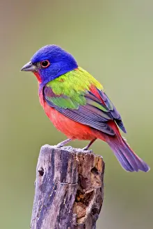 Cool: Painted Bunting (Passerina ciris) male perched