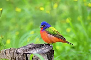 Cameron: Painted Bunting (Passerina ciris) perched