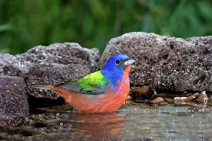 Passerina: Painted Bunting (Passerina ciris) in water