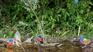 Passerina: Painted Buntings Bathing