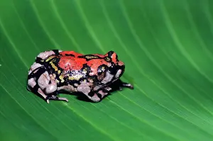 Scaphiophryne: Painted Burrowing FROG - endemic, on leaf