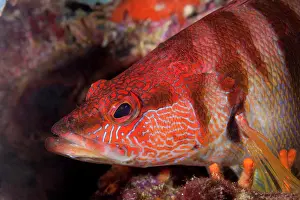 Ischia: Painted comber, Serranus scriba, Ischia Island, Italy, Tyrrh