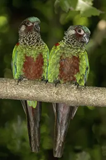 Jurong: Painted Conures