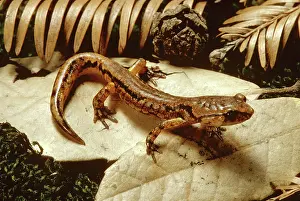 Radiation: Painted Ensatina Salamander