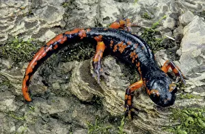 Radiation: Painted Ensatina Salamander
