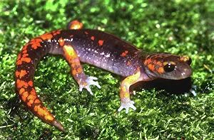 Radiation: Painted Ensatina Salamander