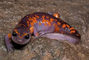 Platensis: Painted Ensatina Salamander