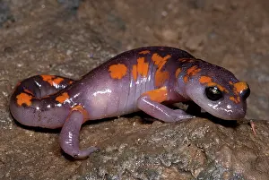Platensis: Painted Ensatina Salamander