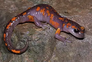 Platensis: Painted Ensatina Salamander