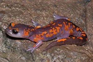 Salamander: Painted Ensatina Salamander