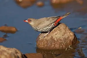 Pictum: Painted Finch