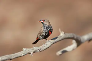 Pictum: Painted Finch - female perched on branch