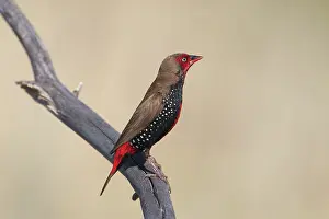 Pictum: Painted Finch / Firetail, male perched