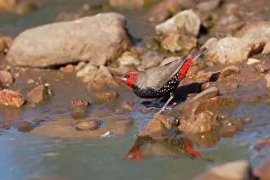 Pictum: Painted Finch - male drinking from pool