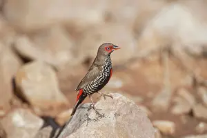 Pictum: Painted Finch - perched on rock