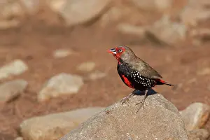 Pictum: Painted Finch - perched on rock