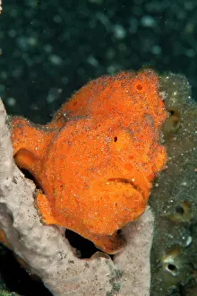 Frogfishes: Painted Frogfish