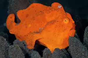 Frogfishes: Painted Frogfish